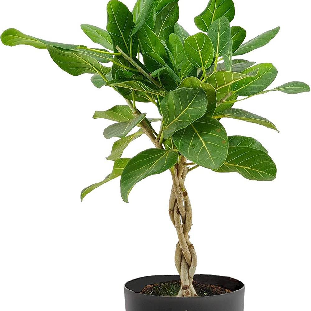 Ficus Audrey, 150 cm la livrare, in ghiveci Ø 30 cm