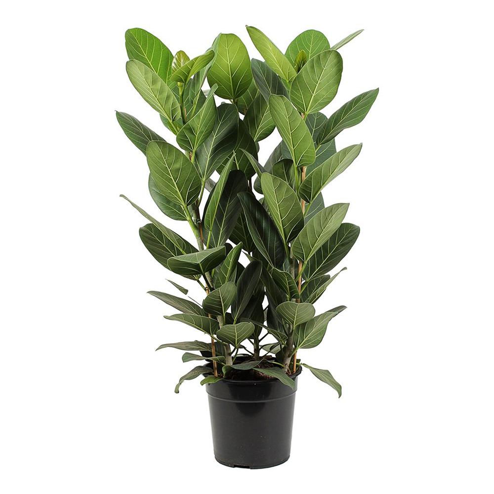 Ficus Audrey, 90 cm la livrare, in ghiveci Ø 24 cm