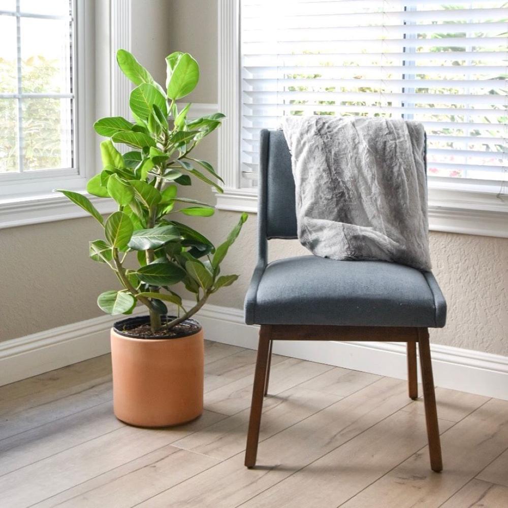 Ficus Audrey, 90 cm la livrare, in ghiveci Ø 24 cm