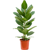 Ficus Audrey (altoit pe tulpina) - 80 cm - VERDENA-80 cm la livrare, in ghiveci cu Ø de 20 cm