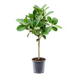 Ficus Audrey - Tip Copac cu Tulpina impletita - 120 cm - VERDENA-120 cm inaltime in ghiveci de 9 L