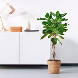 Ficus Audrey - Tip Copac cu Tulpina impletita - 120 cm - VERDENA-120 cm inaltime in ghiveci de 9 L