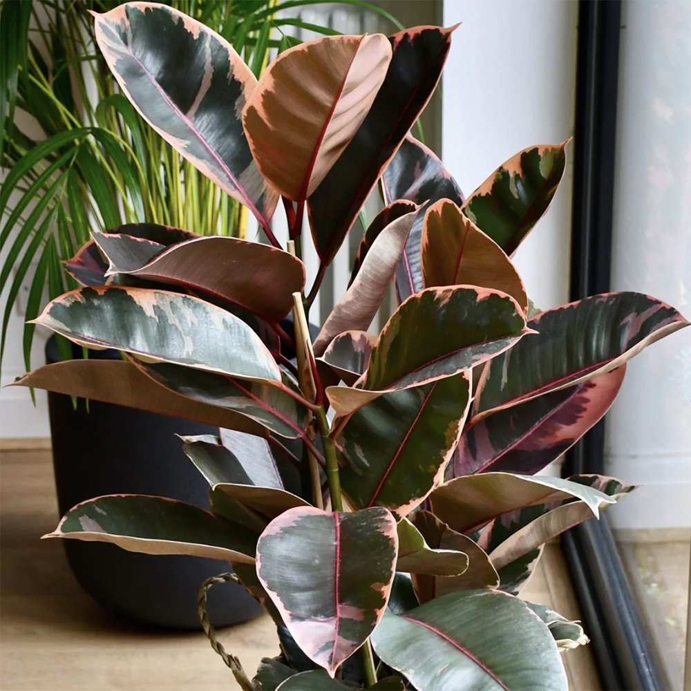 Ficus Belize - 65 cm - VERDENA-65 cm la livrare in ghiveci cu Ø de 24 cm