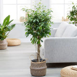 Ficus Benjamina altoit pe tulpina - 110 cm - VERDENA-110 cm inaltime livrat in ghiveci de 9 L