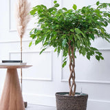 Ficus Benjamina altoit pe tulpina - 140 cm - VERDENA-140 cm inaltime livrat in ghiveci de 13 L