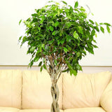 Ficus Benjamina Exotica Altoit pe Tulpina - 140 cm - VERDENA-140 cm la livrare in ghiveci de 9 l