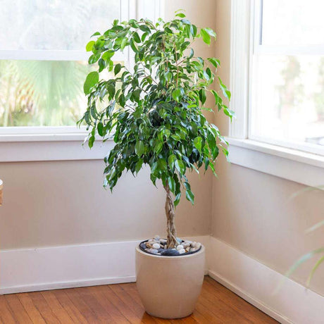 Ficus Benjamina Exotica Altoit pe Tulpina - 140 cm - VERDENA-140 cm la livrare in ghiveci de 9 l