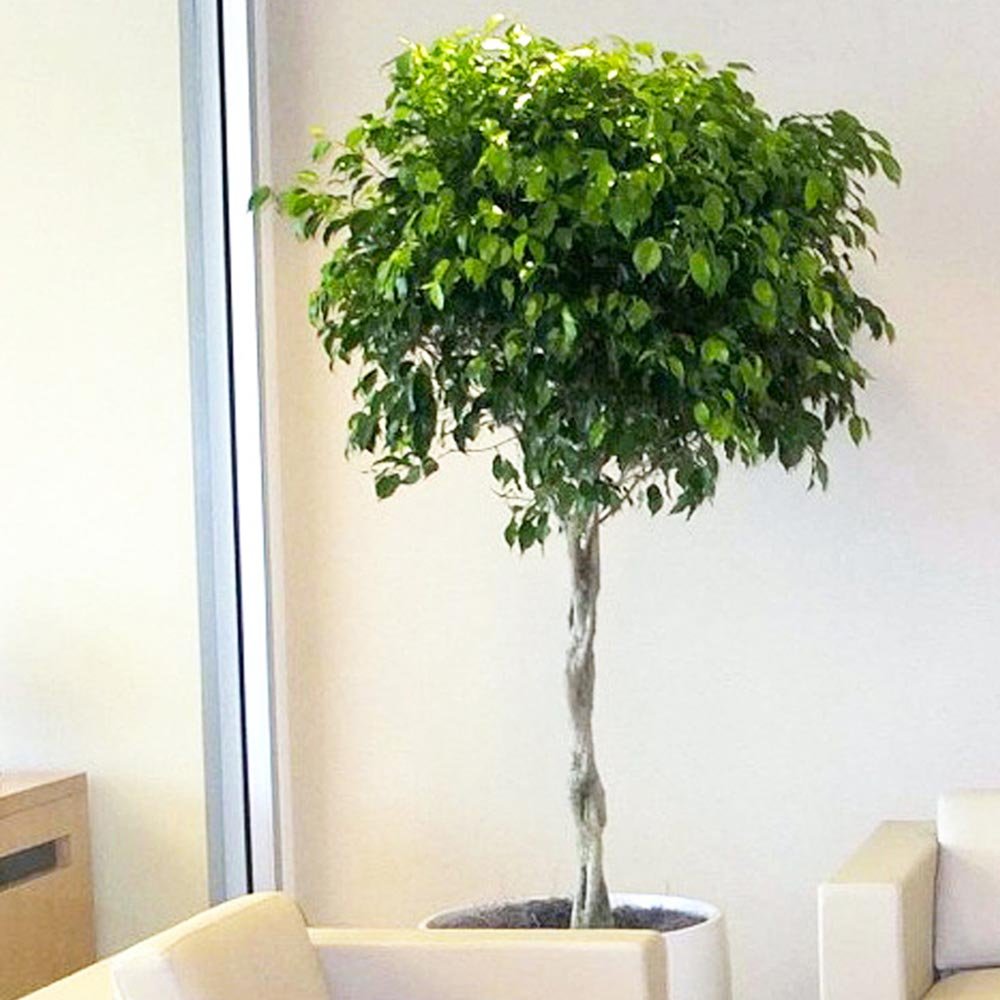 Ficus Benjamina Exotica Altoit pe Tulpina - 140 cm - VERDENA-140 cm la livrare in ghiveci de 9 l