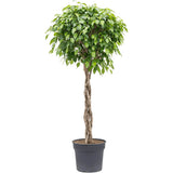 Ficus Benjamina Exotica - Tip Copac cu Tulpina impletita - 140 cm - VERDENA-140 cm inaltime, livrat in ghiveci de 9 l