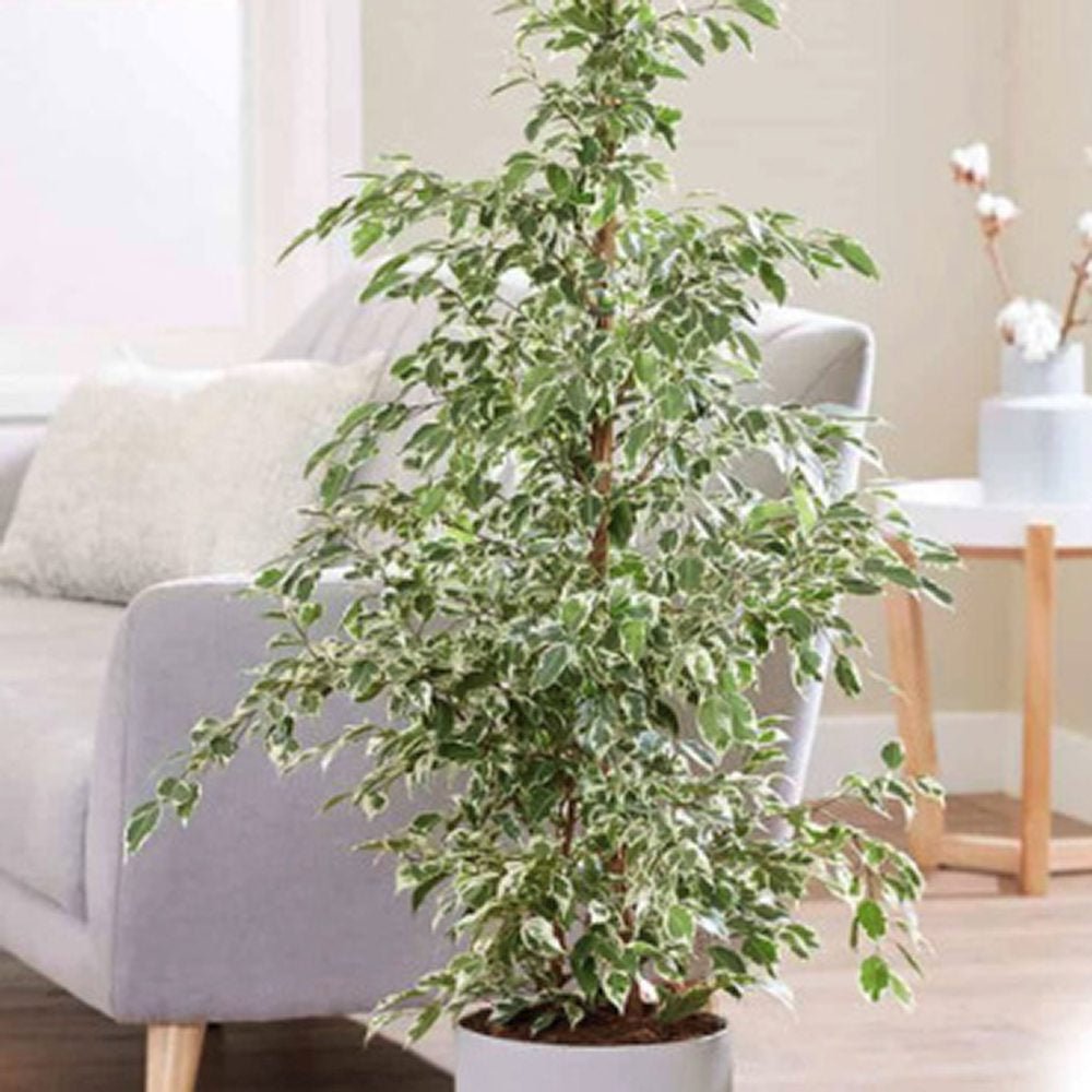 Ficus Benjamina Golden King - 155 cm - VERDENA-155 cm inaltime, livrat in ghiveci de 9 l