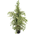 Ficus benjamina 'Twilight' - 90-100 cm