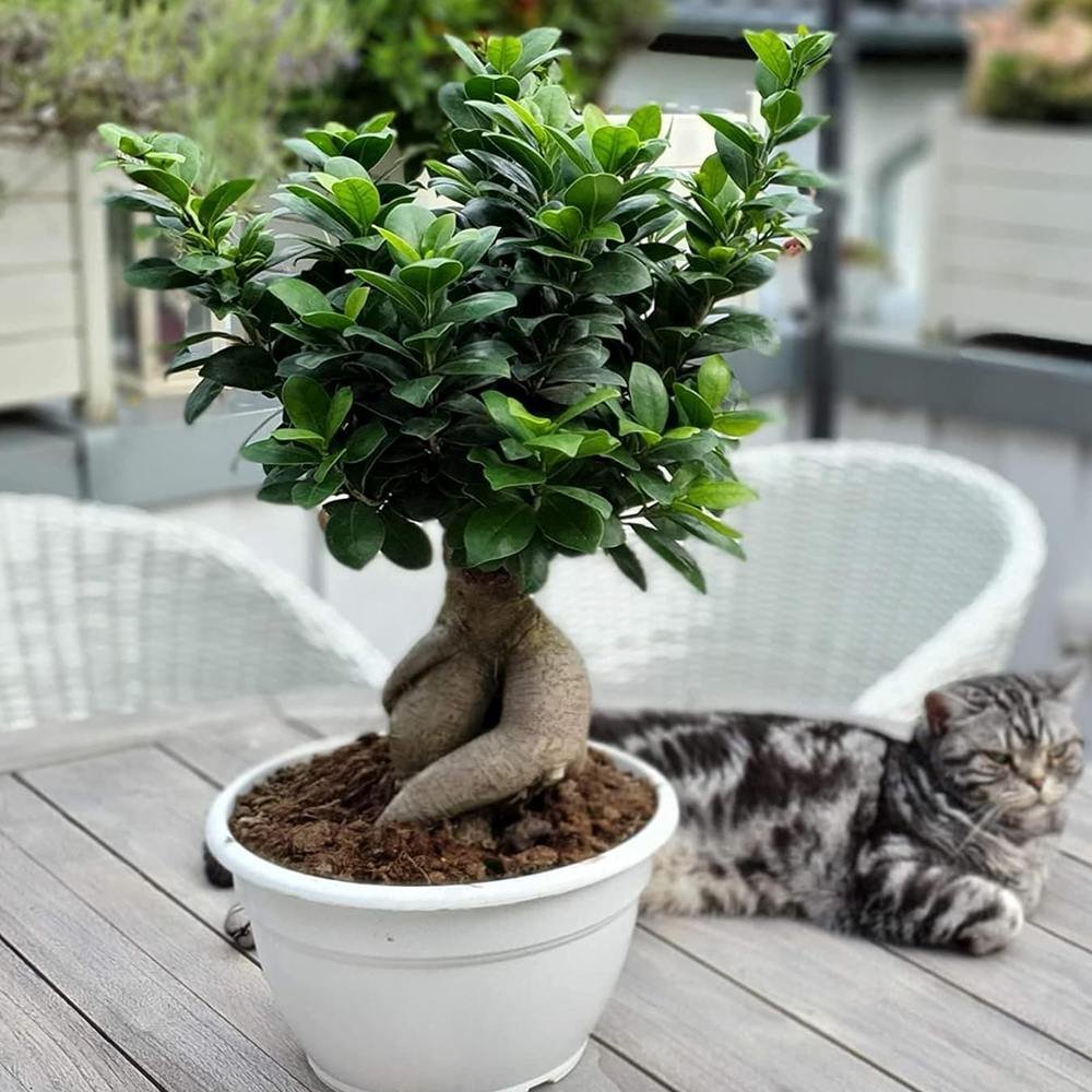 Ficus Bonsai Ginseng - 40 cm - VERDENA-40 cm inaltime, livrat in ghiveci de 3 l