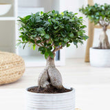 Ficus Bonsai Ginseng - 40 cm - VERDENA-40 cm inaltime livrat in ghiveci cu Ø de 23 cm