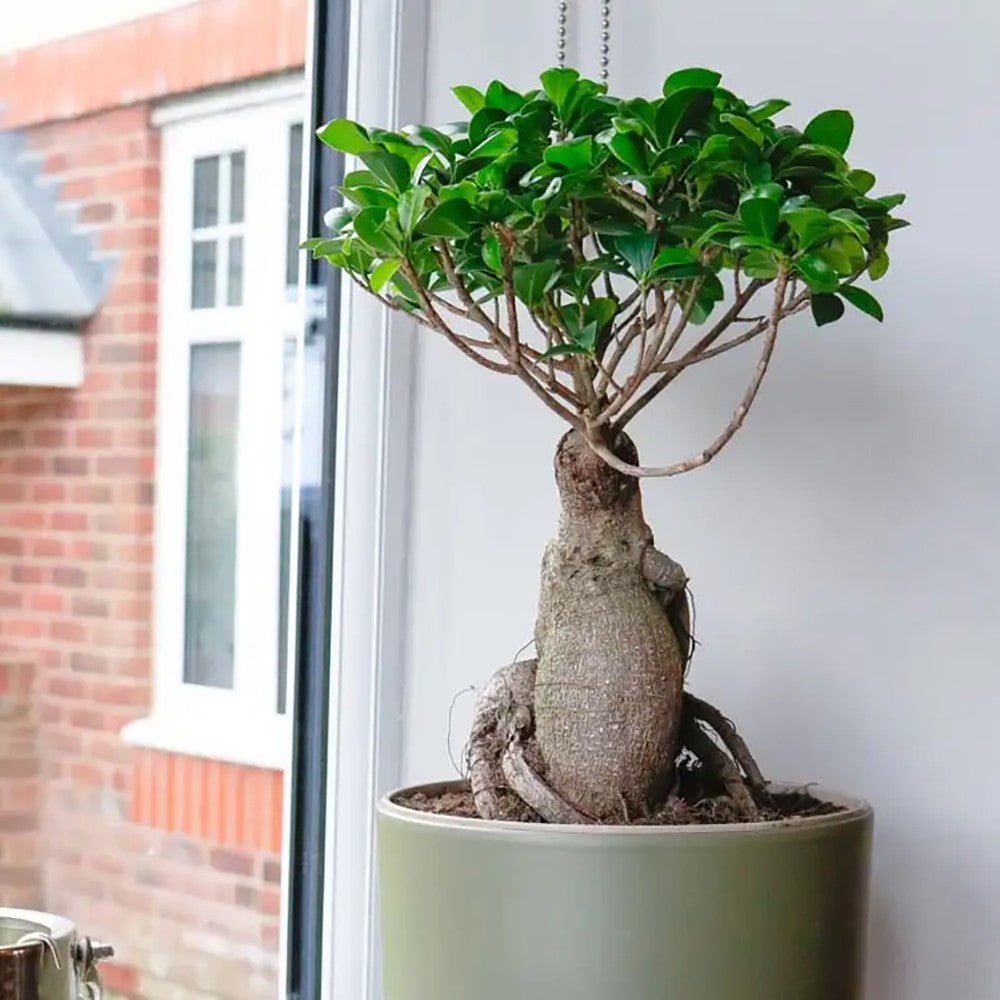 Ficus Bonsai Ginseng - 40 cm - VERDENA-40 cm inaltime, livrat in ghiveci de 3 l