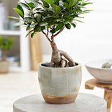 Ficus Bonsai Ginseng - 50 cm - VERDENA-50 cm inaltime livrat in ghiveci de 7 L