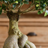 Ficus Bonsai Ginseng - 50 cm - VERDENA-50 cm inaltime livrat in ghiveci de 7 L