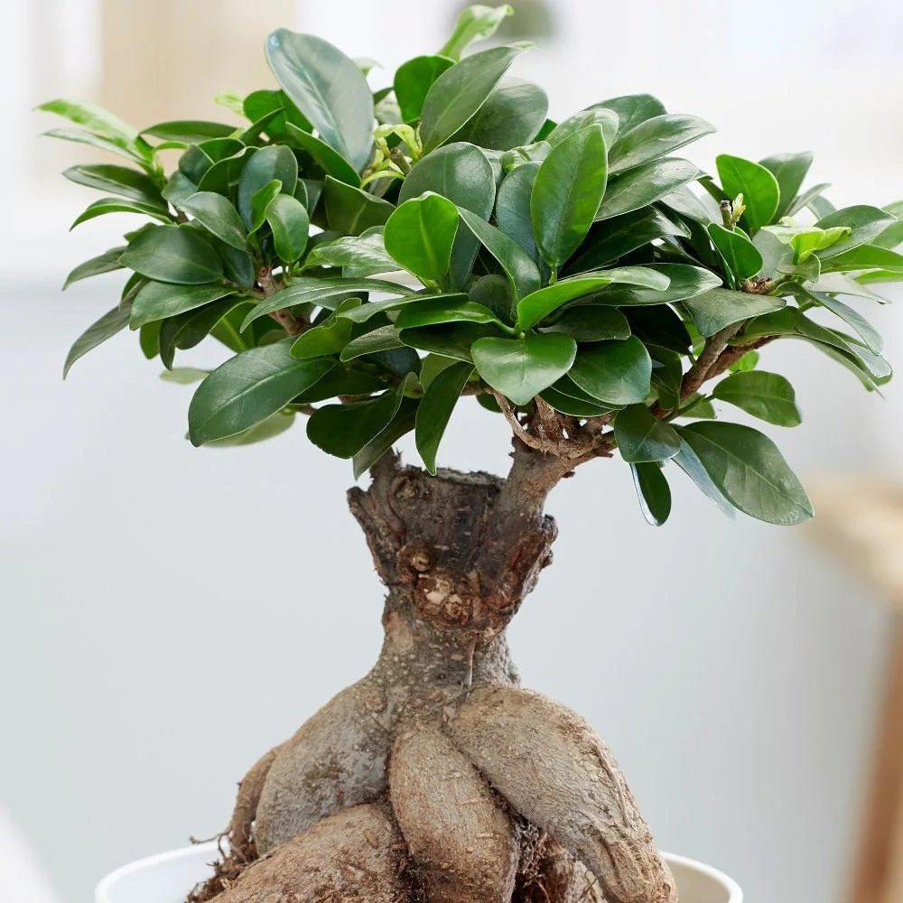 Ficus Bonsai Ginseng - 50 cm - VERDENA-50 cm inaltime livrat in ghiveci de 7 L