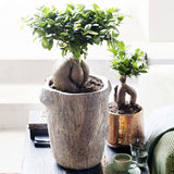 Ficus Bonsai Ginseng - 60 cm - VERDENA-60 cm inaltime livrat in ghiveci cu Ø de 22 cm