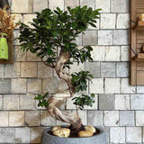 Black Friday - Reduceri Ficus Bonsai Ginseng Forma Spirala -110 cm Promotie