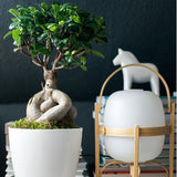 Ficus Bonsai Ginseng XXL - 50-55 cm - VERDENA-50-55 cm inaltime, livrat in ghiveci de 15 l