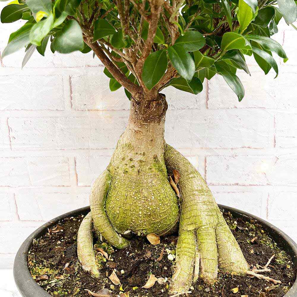 Ficus Bonsai Ginseng XXL - 50-55 cm - VERDENA-50-55 cm inaltime, livrat in ghiveci de 15 l