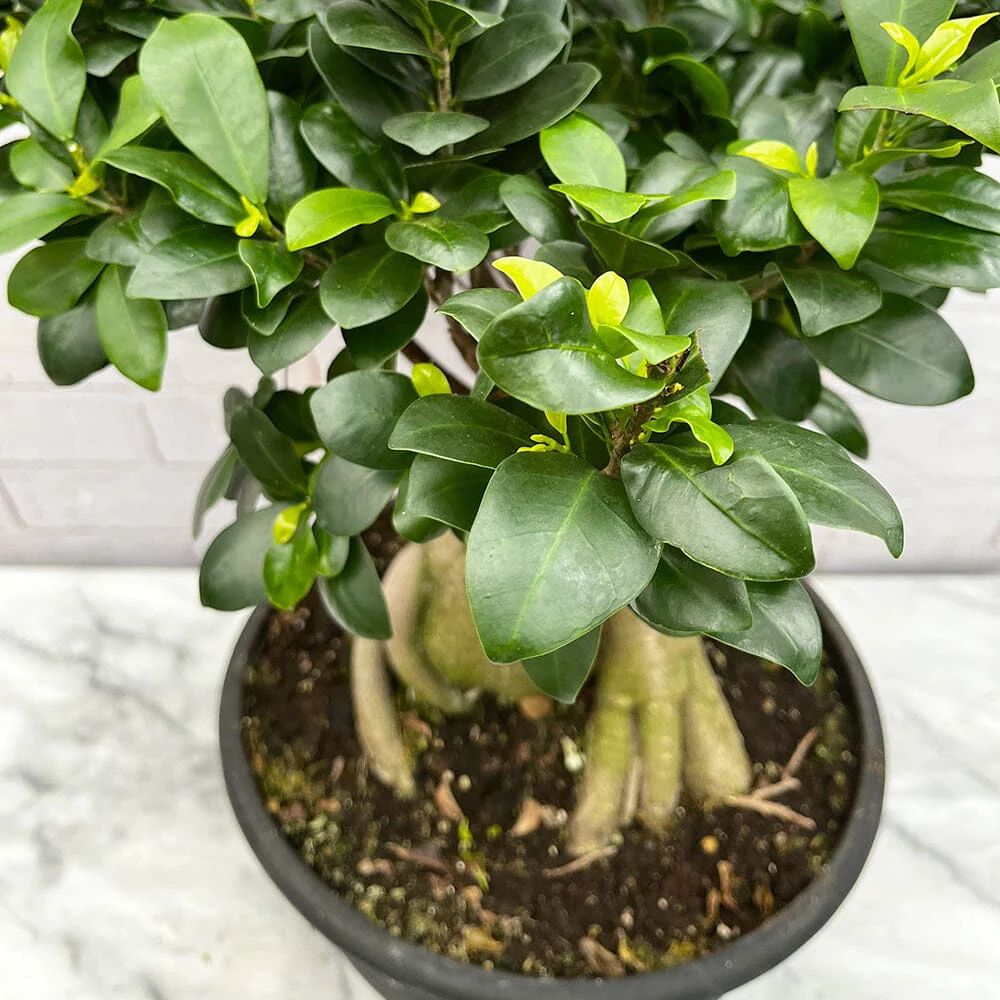 Ficus Bonsai Ginseng XXL - 50-55 cm - VERDENA-50-55 cm inaltime, livrat in ghiveci de 15 l