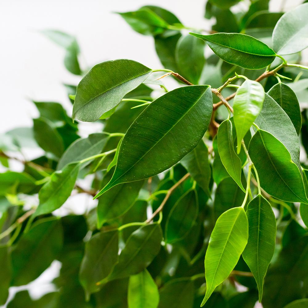 Ficus Columnar - 150 cm, livrat in ghiveci cu diametru de 34cm si 30cm inaltime