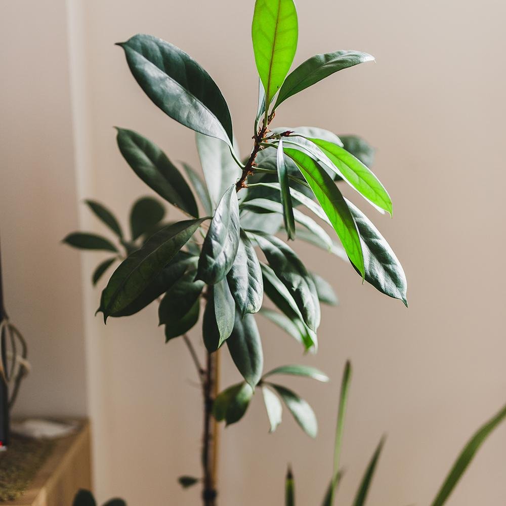 Ficus cyathistipula - 150 cm, livrat in ghiveci cu diametru de 30cm si 27cm inaltime