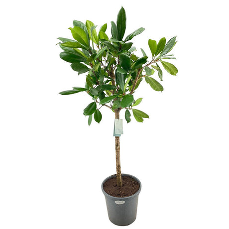 Ficus Cyathistipula (altoit pe tulpina) - 140 cm - VERDENA-140 cm inaltime livrat in ghiveci de 13 L