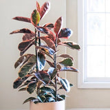 Ficus Elastica Belize Tricolor - 55 cm - VERDENA-55 cm inaltime, livrat in ghiveci de 3 l