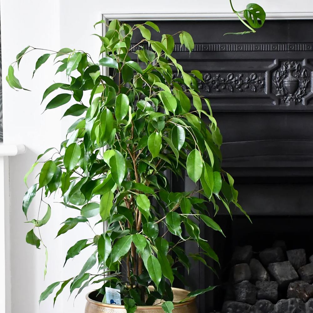 Ficus Exotica - 145 cm - VERDENA-145 cm inaltime, livrat in ghiveci de 9 l