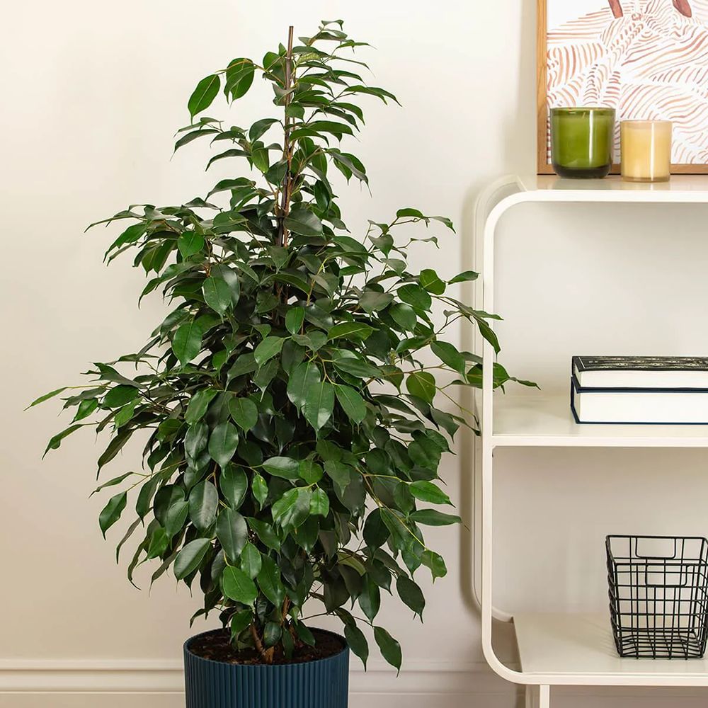 Ficus Exotica - 145 cm - VERDENA-145 cm inaltime, livrat in ghiveci de 9 l