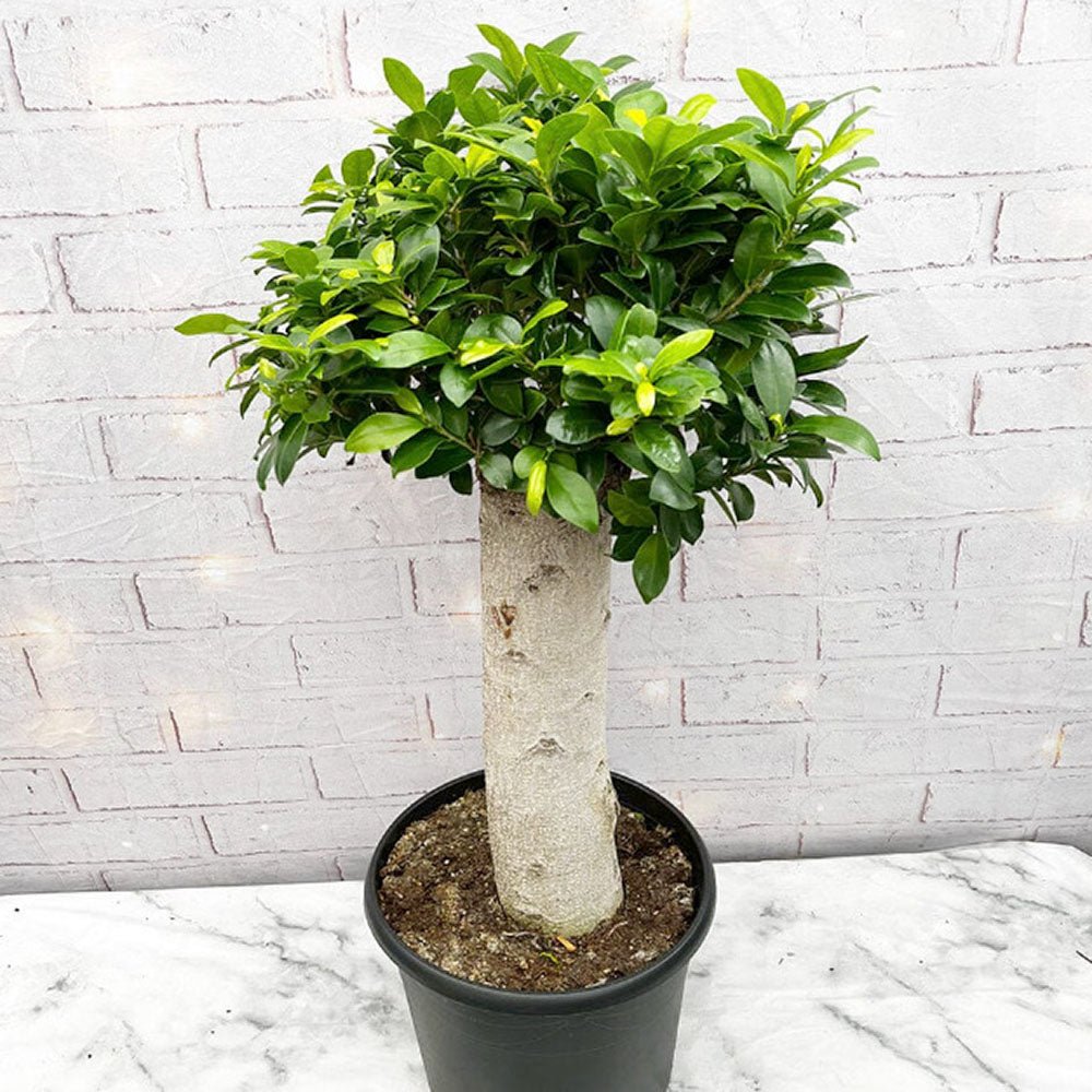 Ficus Ginseng cu Tulpina Dreapta - 60 cm - VERDENA-55-65 cm inaltime, livrat in ghiveci de 4.5 l