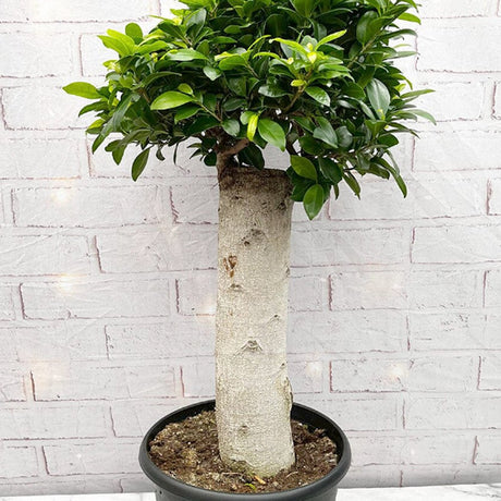 Ficus Ginseng cu Tulpina Dreapta - 60 cm - VERDENA-55-65 cm inaltime, livrat in ghiveci de 4.5 l