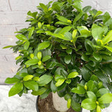 Ficus Ginseng cu Tulpina Dreapta - 90 cm - VERDENA-90 cm inaltime, livrat in ghiveci de 12.5 l