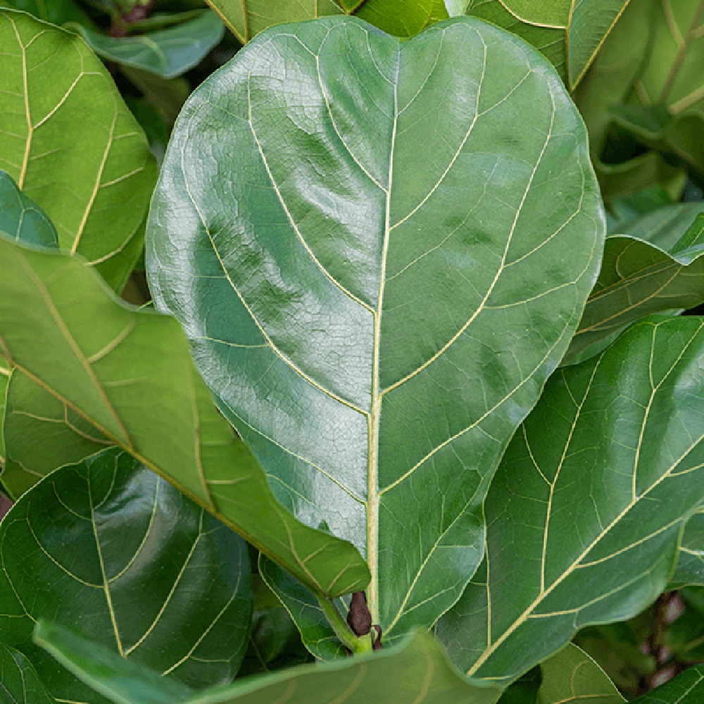 Ficus lyrata - 120 cm - VERDENA-120 cm la livrare in ghiveci Ø 24 cm