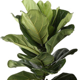 Ficus lyrata - 120 cm - VERDENA-120 cm la livrare in ghiveci Ø 24 cm