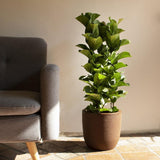 Ficus lyrata - 120 cm - VERDENA-120 cm la livrare in ghiveci Ø 24 cm