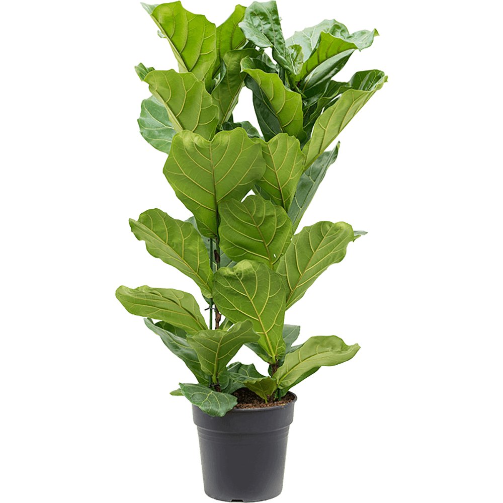 Ficus Lyrata - 140 cm - VERDENA-140 cm inaltime, livrat in ghiveci de 4.5 l