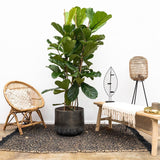 Ficus lyrata - 150 cm - VERDENA-150 cm inaltime livrat in ghiveci de 20 L