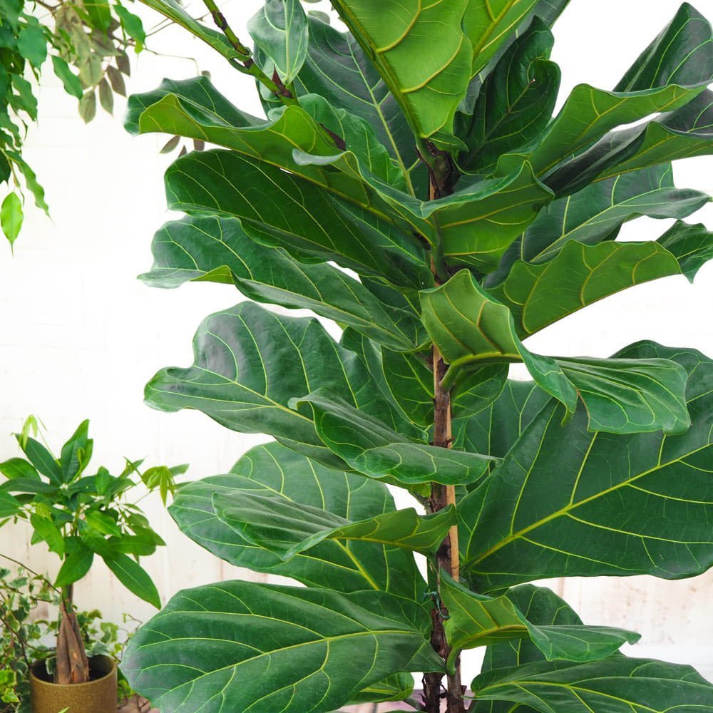 Ficus lyrata - 150 cm - VERDENA-150 cm inaltime livrat in ghiveci de 20 L