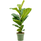 Ficus lyrata - 60 cm - VERDENA-60 cm la livrare in ghiveci Ø 17 cm