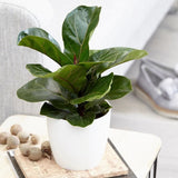 Ficus lyrata Bambino - 65 cm - VERDENA-65 cm inaltime in ghiveci de 6 l