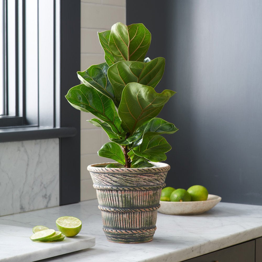 Ficus lyrata Bambino - 65 cm - VERDENA-65 cm inaltime in ghiveci de 6 l