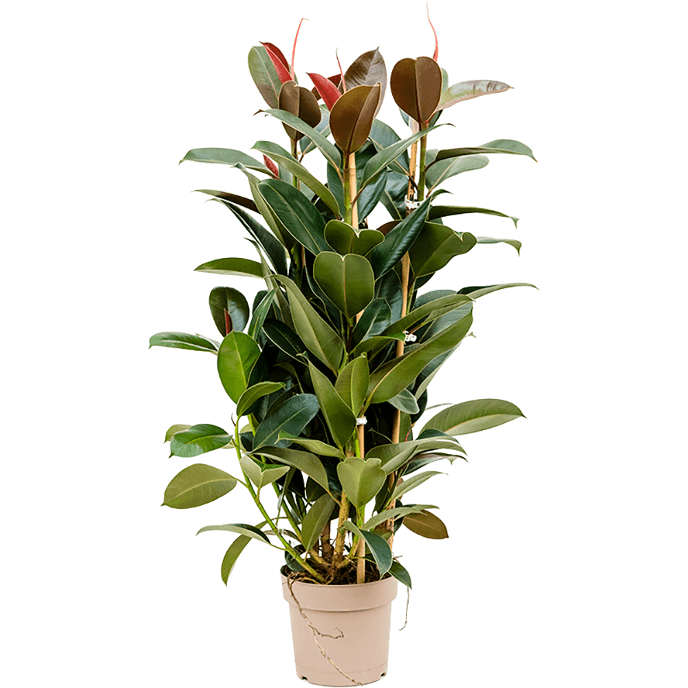 Ficus Melany - 100 cm - VERDENA-100 cm la livrare, in ghiveci cu Ø de 20 cm