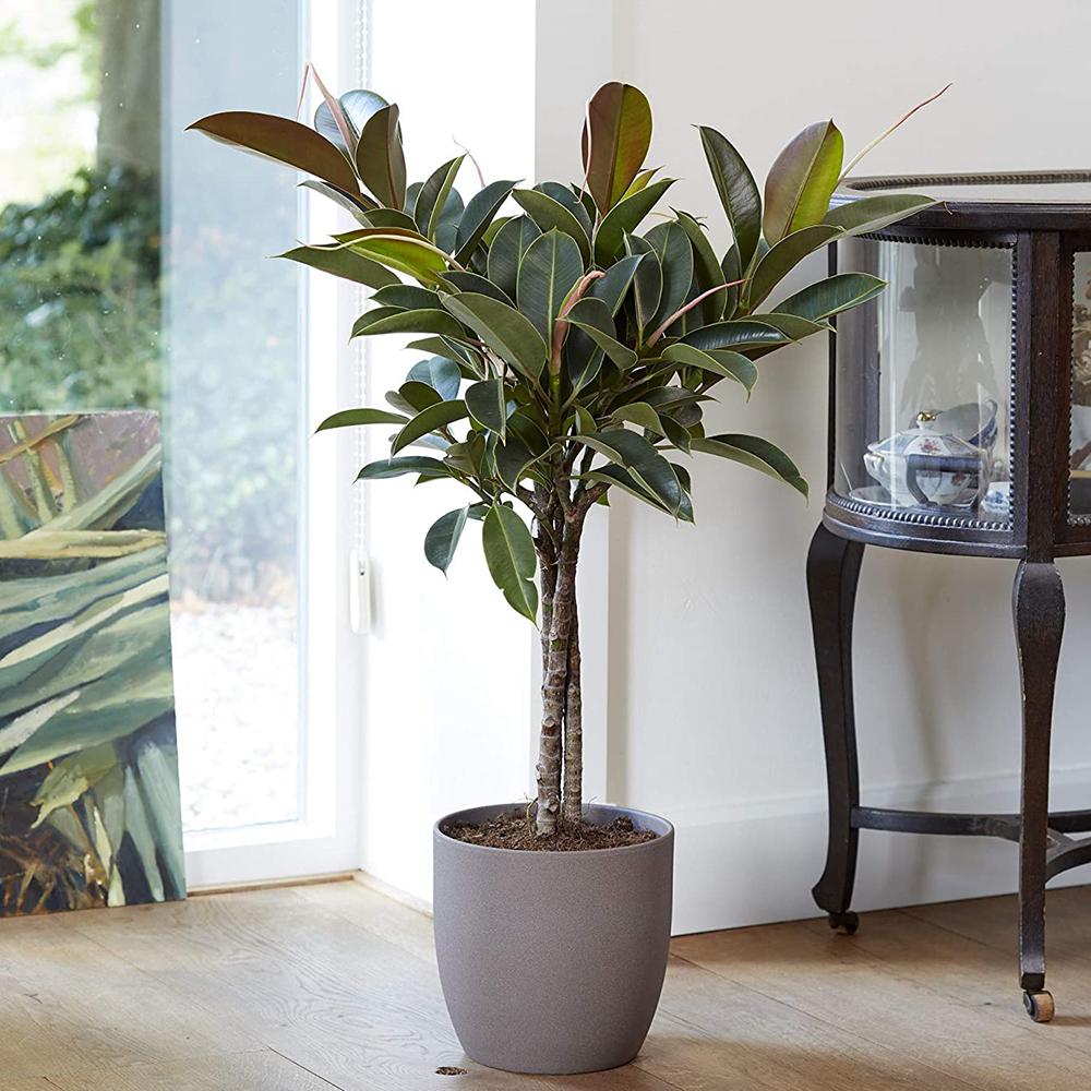 Ficus Melany - 90 cm, livrat in ghiveci cu diametru de 21cm si 19cm inaltime