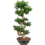 Ficus microcarpa Ginseng - 110 cm - VERDENA-110 cm la livrare, in ghiveci cu Ø de 35 cm