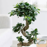 Ficus microcarpa Ginseng - 130 cm - VERDENA-130 cm inaltime livrat in ghiveci de 60 L