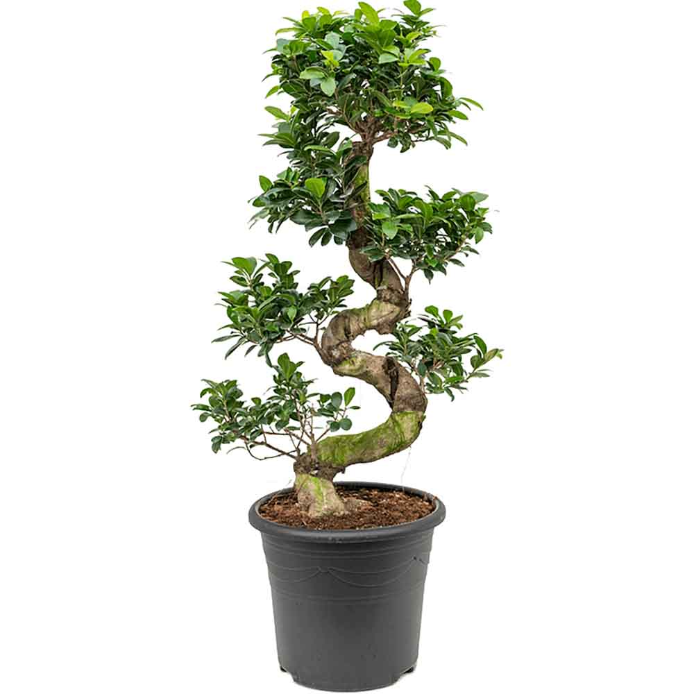 Ficus microcarpa Ginseng - 130 cm - VERDENA-130 cm inaltime livrat in ghiveci de 60 L