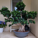 Ficus microcarpa Ginseng - 170 cm - VERDENA-170 cm la livrare in ghiveci cu Ø de 80 cm